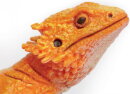 Safari Ltd. 263129 - Rot-orange Bartagame