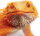 Safari Ltd. 263129 - Rot-orange Bartagame