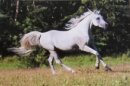 Horse Postcard Arabian Stallion Safeen