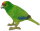 Animals of Australia 74345 - Kakariki