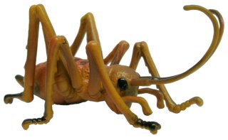 Animals of Australia 75347 - Giant Weta (Langfühlerschrecke)