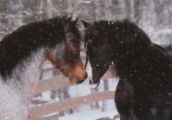 Horse Postcard Welsh B Stallion  Frankenhoehs Bentley and Frankenhoehs Lady Moon