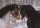 Horse Postcard Welsh B Stallion  Frankenhoehs Bentley and Frankenhoehs Lady Moon