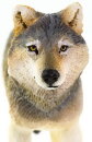 Safari Ltd. 100509 - Grauer Wolf