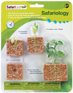 Life Cycle of a Green Bean Plant Model Safari Ltd 662416 Safariology for sale online 