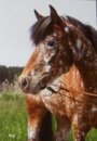 Horse Postcard POA-Mix Motte