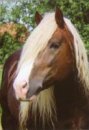 Horse Postcard German Heavey Horse Jack