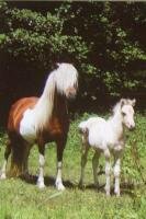 Horse Postcard Icelandic Mare Dimmalimm vom Hausruckhof