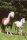 Horse Postcard Icelandic Mare Dimmalimm vom Hausruckhof