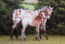 Pferdepostkarte POA Santee Sierra Lady und SR Skip