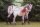 Pferdepostkarte POA Santee Sierra Lady und SR Skip