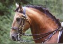 Horse Postcard Lusitano Stallion Quenia de Ordins