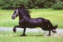 Horse Postcard Frisian Stallion Sjord fant Kolkenlan