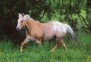 Horse Postcard POA Mare Camps Amber