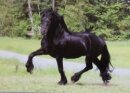 Horse Postcard Frisian Stallion Rauke