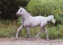 Horse Postcard Arabian Mare Djameelah El Dashour *1993