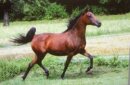 Horse Postcard Arabian Mare Bint Rhedora