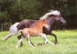 Horse Postcard Icelandic Horese Hamingja v. Theresienhof
