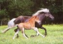 Horse Postcard Icelandic Horese Hamingja v. Theresienhof