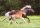 Horse Postcard Icelandic Horese Hamingja v. Theresienhof