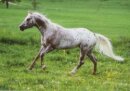 Horse Postcard POA Stallion Santee Champ