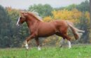 Horse Postcard Criollo Stallion  La Amanecida Retador
