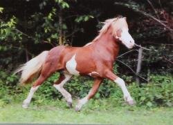 Horse Postcard Icelandic Stallion Hjalmar fra Vetnsleysu