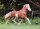 Horse Postcard Icelandic Stallion Hjalmar fra Vetnsleysu