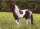 Horse Postcard Icelandic Stallion Hrafn