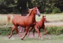 Horse Postcard Arabian Mare Tarena