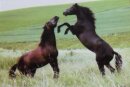 Horse Postcard Lusitano Stallions Aramis und Zarapazo
