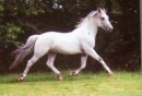 Horse Postcard Knabstrupper Stallion Taifun vom Pferdehof