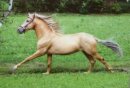 Horse Postcard Lusitano Stallion Infante