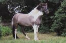 Horse Postcard Icelandic Mare För von Weickenhof