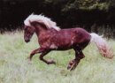 Horse Postcard Icelandic Stallion Glymur von Hala-Roetgen