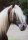 Horse Postcard Rocky Mountain Stallion RVFs Risky Business