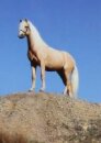 Horse Postcard Welsh-B-Stallion Frankenhöhs Lord
