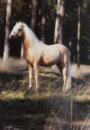 Horse Postcard Welsh-B-Stallion Frankenhöhs Lord