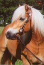 Horse Postcard Haflinger Meyers Lasse