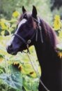 Horse Postcard Welsh-B-Mare Frankenhöhs Aisha