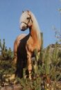 Horse Postcard Welsh B Stallion Frankenhoehs Lord