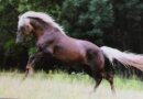 Horse Postcard Icelandic Stallion Vingur vom Hochwaldhof...