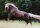 Horse Postcard Icelandic Stallion Vingur vom Hochwaldhof *2005