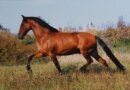 Horse Postcard P.R.E. Piccolino