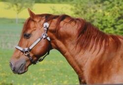 Horse Postcard Quarter Stallion Hen Kai Pan Noise *1996