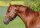 Horse Postcard Quarter Stallion Hen Kai Pan Noise *1996