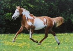 Horse Postcard Paint Mare Painted May