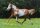 Horse Postcard Paint Mare Painted May