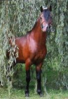 Horse Postcard Welsh B Stallion Frankenhoehs Arrow