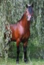 Horse Postcard Welsh B Stallion Frankenhoehs Arrow